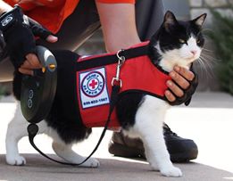 cat tactical vest harness
