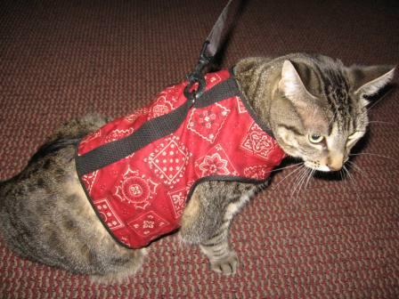 Cats Harness